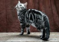 American Shorthair